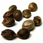 Семена марихуаны АК-47  (Seeds AK-47) в Нерехте